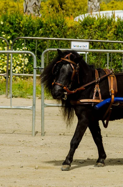 スペイン 2018 日カート 馬とカーターズのプロの仕事で車で馬に能力のプレゼンテーションに基づく伝統的なアンダルシア コンテスト — ストック写真