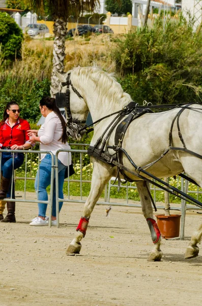 スペイン 2018 日カート 馬とカーターズのプロの仕事で車で馬に能力のプレゼンテーションに基づく伝統的なアンダルシア コンテスト — ストック写真