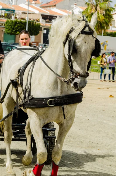 スペイン 2018 日カート 馬とカーターズのプロの仕事で車で馬に能力のプレゼンテーションに基づく伝統的なアンダルシア コンテスト — ストック写真