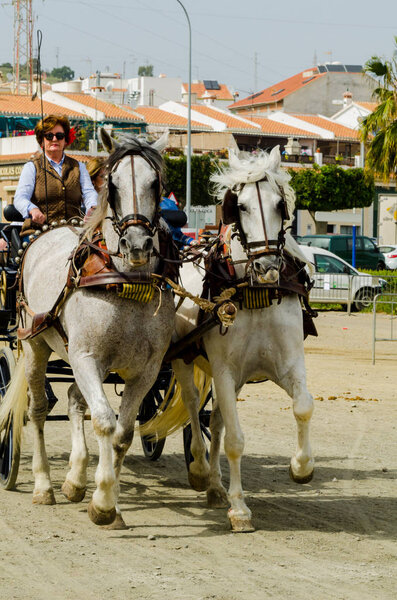 ALMAYATE, SPAIN - APRIL 22, 2018 Traditional Andalusian contest based on the presentation of the ability to drive horse with a cart, professional work of carters with horses