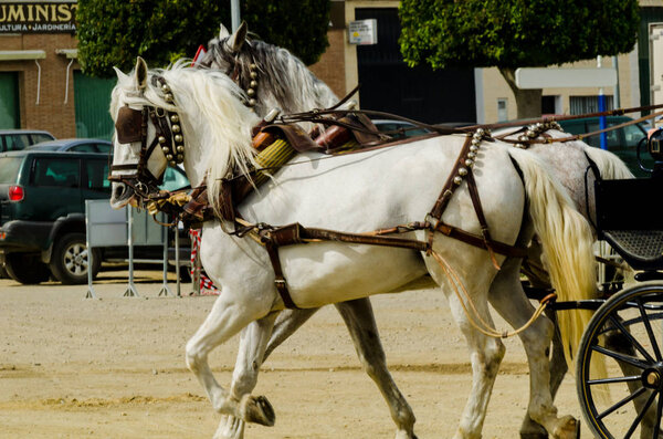 ALMAYATE, SPAIN - APRIL 22, 2018 Traditional Andalusian contest based on the presentation of the ability to drive horse with a cart, professional work of carters with horses