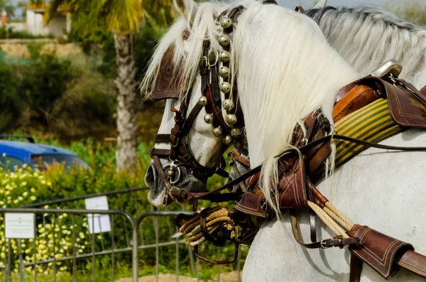 Almayate Spain April 2018 Traditional Andalusian Contest Based Presentation Ability — Stock Photo, Image