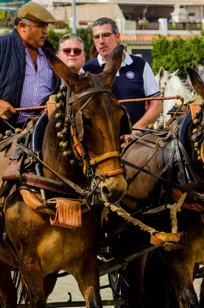 スペイン 2018 日カート 馬とカーターズのプロの仕事で車で馬に能力のプレゼンテーションに基づく伝統的なアンダルシア コンテスト — ストック写真