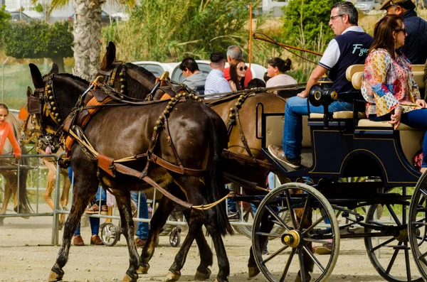 スペイン 2018 日カート 馬とカーターズのプロの仕事で車で馬に能力のプレゼンテーションに基づく伝統的なアンダルシア コンテスト — ストック写真