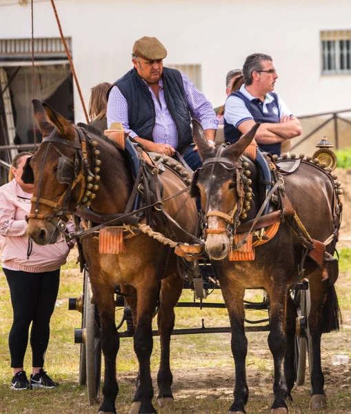 Almayate, İspanya - 22 Nisan 2018 sürücü at arabası, atları ile carters profesyonel çalışma ile yeteneği sunumunu dayalı geleneksel Endülüs Yarışması