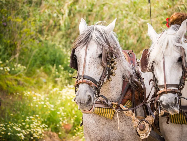 Almayate, İspanya - 22 Nisan 2018 sürücü at arabası, atları ile carters profesyonel çalışma ile yeteneği sunumunu dayalı geleneksel Endülüs Yarışması
