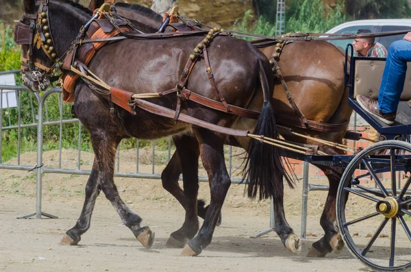 スペイン 2018 日カート 馬とカーターズのプロの仕事で車で馬に能力のプレゼンテーションに基づく伝統的なアンダルシア コンテスト — ストック写真