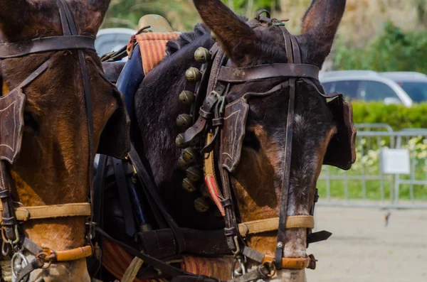 スペイン 2018 日カート 馬とカーターズのプロの仕事で車で馬に能力のプレゼンテーションに基づく伝統的なアンダルシア コンテスト — ストック写真