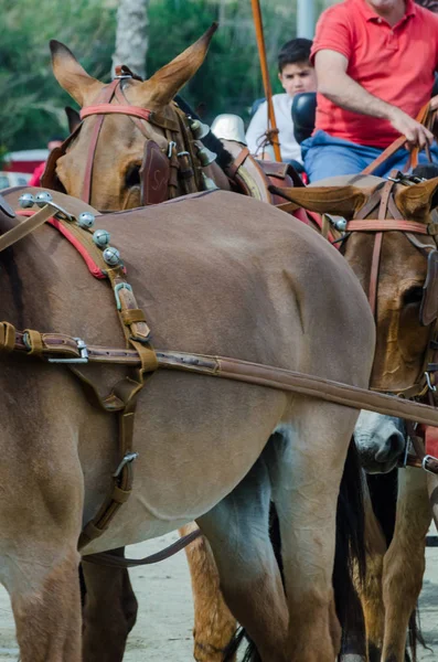 Almayate Espanha Abril 2018 Concurso Andaluz Tradicional Baseado Apresentação Capacidade — Fotografia de Stock