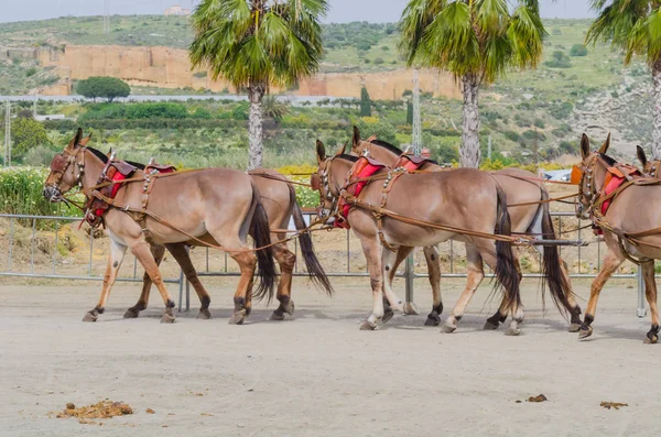 スペイン 2018 日カート 馬とカーターズのプロの仕事で車で馬に能力のプレゼンテーションに基づく伝統的なアンダルシア コンテスト — ストック写真