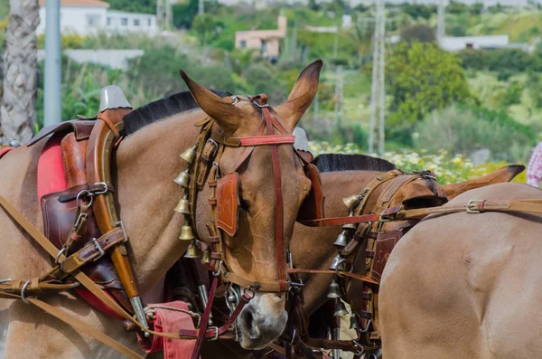 スペイン 2018 日カート 馬とカーターズのプロの仕事で車で馬に能力のプレゼンテーションに基づく伝統的なアンダルシア コンテスト — ストック写真