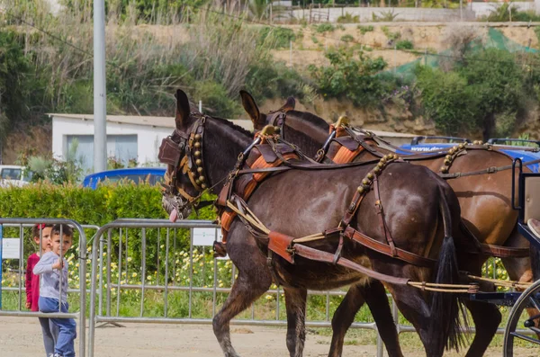 Almayate Spain April 2018 Traditional Andalusian Contest Based Presentation Ability Stock Picture