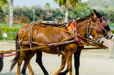 Almayate, İspanya - 22 Nisan 2018 dostum ile geleneksel bir Endülüs yarışmada bir araba sürüş at sürücü at arabası, atları ile carters profesyonel çalışma ile yeteneği sunumunu dayalı geleneksel İspanya Yarışması