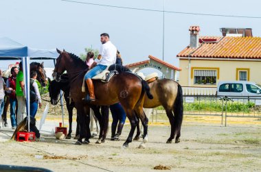 Almayate, İspanya - 22 Nisan 2018 dostum ile geleneksel bir Endülüs yarışmada bir araba sürüş at sürücü at arabası, atları ile carters profesyonel çalışma ile yeteneği sunumunu dayalı geleneksel İspanya Yarışması