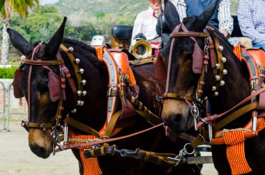 Almayate, İspanya - 22 Nisan 2018 dostum ile geleneksel bir Endülüs yarışmada bir araba sürüş at sürücü at arabası, atları ile carters profesyonel çalışma ile yeteneği sunumunu dayalı geleneksel İspanya Yarışması