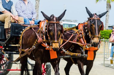 Almayate, İspanya - 22 Nisan 2018 dostum ile geleneksel bir Endülüs yarışmada bir araba sürüş at sürücü at arabası, atları ile carters profesyonel çalışma ile yeteneği sunumunu dayalı geleneksel İspanya Yarışması
