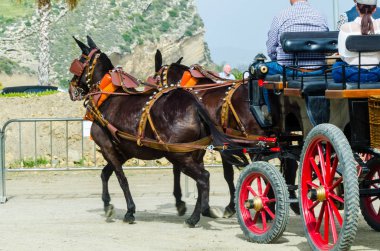 Almayate, İspanya - 22 Nisan 2018 dostum ile geleneksel bir Endülüs yarışmada bir araba sürüş at sürücü at arabası, atları ile carters profesyonel çalışma ile yeteneği sunumunu dayalı geleneksel İspanya Yarışması
