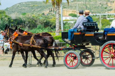 Almayate, İspanya - 22 Nisan 2018 dostum ile geleneksel bir Endülüs yarışmada bir araba sürüş at sürücü at arabası, atları ile carters profesyonel çalışma ile yeteneği sunumunu dayalı geleneksel İspanya Yarışması