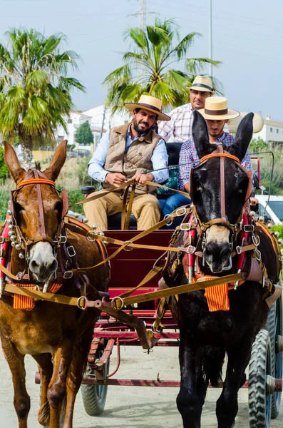 Almayate Spain April 2018 Man Driving Horse Wagon Traditional Andalusian — Stock Photo, Image