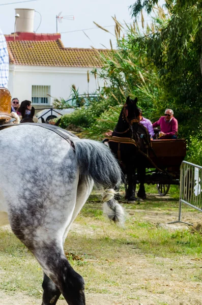 Almayate Espanha Abril 2018 Homem Dirigindo Cavalo Com Vagão Uma — Fotografia de Stock