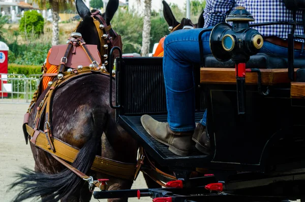 Almayate Spain April 2018 Man Driving Horse Wagon Traditional Andalusian — Stock Photo, Image