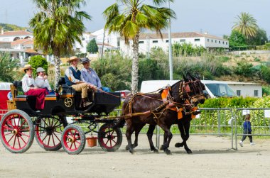 Almayate, İspanya - 22 Nisan 2018 dostum ile geleneksel bir Endülüs yarışmada bir araba sürüş at sürücü at arabası, atları ile carters profesyonel çalışma ile yeteneği sunumunu dayalı geleneksel İspanya Yarışması