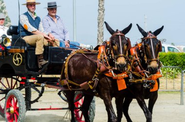 Almayate, İspanya - 22 Nisan 2018 dostum ile geleneksel bir Endülüs yarışmada bir araba sürüş at sürücü at arabası, atları ile carters profesyonel çalışma ile yeteneği sunumunu dayalı geleneksel İspanya Yarışması