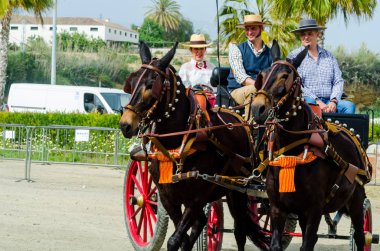 Almayate, İspanya - 22 Nisan 2018 dostum ile geleneksel bir Endülüs yarışmada bir araba sürüş at sürücü at arabası, atları ile carters profesyonel çalışma ile yeteneği sunumunu dayalı geleneksel İspanya Yarışması