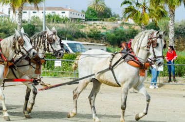 Almayate, İspanya - 22 Nisan 2018 dostum ile geleneksel bir Endülüs yarışmada bir araba sürüş at sürücü at arabası, atları ile carters profesyonel çalışma ile yeteneği sunumunu dayalı geleneksel İspanya Yarışması