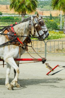 Almayate, İspanya - 22 Nisan 2018 dostum ile geleneksel bir Endülüs yarışmada bir araba sürüş at sürücü at arabası, atları ile carters profesyonel çalışma ile yeteneği sunumunu dayalı geleneksel İspanya Yarışması