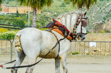 Almayate, İspanya - 22 Nisan 2018 dostum ile geleneksel bir Endülüs yarışmada bir araba sürüş at sürücü at arabası, atları ile carters profesyonel çalışma ile yeteneği sunumunu dayalı geleneksel İspanya Yarışması