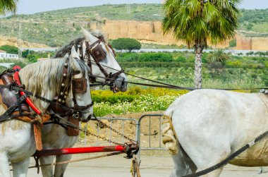 Almayate, İspanya - 22 Nisan 2018 dostum ile geleneksel bir Endülüs yarışmada bir araba sürüş at sürücü at arabası, atları ile carters profesyonel çalışma ile yeteneği sunumunu dayalı geleneksel İspanya Yarışması