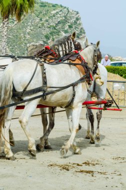Almayate, İspanya - 22 Nisan 2018 dostum ile geleneksel bir Endülüs yarışmada bir araba sürüş at sürücü at arabası, atları ile carters profesyonel çalışma ile yeteneği sunumunu dayalı geleneksel İspanya Yarışması