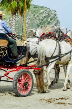 Almayate, İspanya - 22 Nisan 2018 dostum ile geleneksel bir Endülüs yarışmada bir araba sürüş at sürücü at arabası, atları ile carters profesyonel çalışma ile yeteneği sunumunu dayalı geleneksel İspanya Yarışması