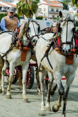 Almayate, İspanya - 22 Nisan 2018 dostum ile geleneksel bir Endülüs yarışmada bir araba sürüş at sürücü at arabası, atları ile carters profesyonel çalışma ile yeteneği sunumunu dayalı geleneksel İspanya Yarışması