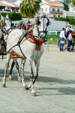 Almayate, İspanya - 22 Nisan 2018 dostum ile geleneksel bir Endülüs yarışmada bir araba sürüş at sürücü at arabası, atları ile carters profesyonel çalışma ile yeteneği sunumunu dayalı geleneksel İspanya Yarışması