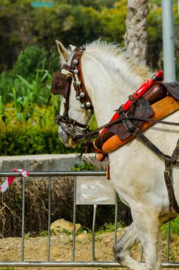 Almayate, İspanya - 22 Nisan 2018 dostum ile geleneksel bir Endülüs yarışmada bir araba sürüş at sürücü at arabası, atları ile carters profesyonel çalışma ile yeteneği sunumunu dayalı geleneksel İspanya Yarışması