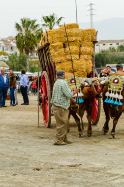 Almayate, İspanya - 21 Nisan 2018 yarışma öküz bir sepeti ile sürüş becerileri gösterilen coachmen tarafından dayalı Endülüs Almayate şehir içinde