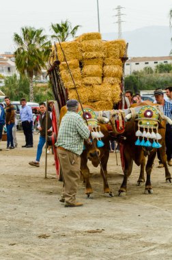 Almayate, İspanya - 21 Nisan 2018 yarışma öküz bir sepeti ile sürüş becerileri gösterilen coachmen tarafından dayalı Endülüs Almayate şehir içinde