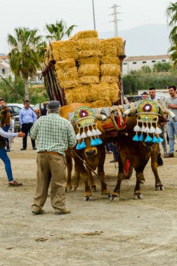 Almayate, İspanya - 21 Nisan 2018 yarışma öküz bir sepeti ile sürüş becerileri gösterilen coachmen tarafından dayalı Endülüs Almayate şehir içinde