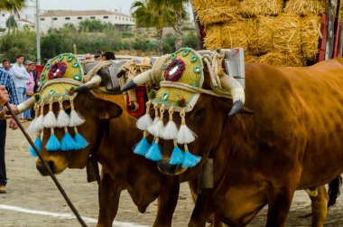 Almayate, İspanya - 21 Nisan 2018 yarışma öküz bir sepeti ile sürüş becerileri gösterilen coachmen tarafından dayalı Endülüs Almayate şehir içinde