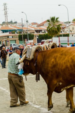 Almayate, İspanya - 21 Nisan 2018 yarışma öküz bir sepeti ile sürüş becerileri gösterilen coachmen tarafından dayalı Endülüs Almayate şehir içinde