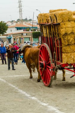 Almayate, İspanya - 21 Nisan 2018 yarışma öküz bir sepeti ile sürüş becerileri gösterilen coachmen tarafından dayalı Endülüs Almayate şehir içinde