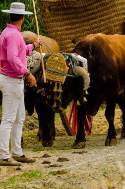 Almayate, İspanya - 21 Nisan 2018 yarışma öküz bir sepeti ile sürüş becerileri gösterilen coachmen tarafından dayalı Endülüs Almayate şehir içinde