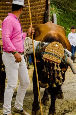 Almayate, İspanya - 21 Nisan 2018 yarışma öküz bir sepeti ile sürüş becerileri gösterilen coachmen tarafından dayalı Endülüs Almayate şehir içinde
