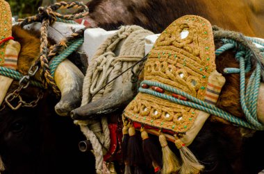 Almayate, İspanya - 21 Nisan 2018 yarışma öküz bir sepeti ile sürüş becerileri gösterilen coachmen tarafından dayalı Endülüs Almayate şehir içinde