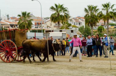 Almayate, İspanya - 21 Nisan 2018 yarışma öküz bir sepeti ile sürüş becerileri gösterilen coachmen tarafından dayalı Endülüs Almayate şehir içinde