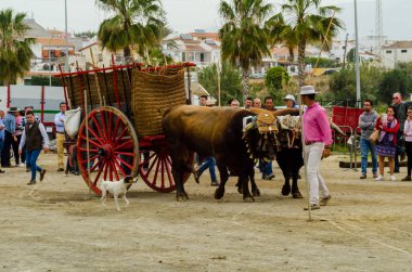 Almayate, İspanya - 21 Nisan 2018 yarışma öküz bir sepeti ile sürüş becerileri gösterilen coachmen tarafından dayalı Endülüs Almayate şehir içinde