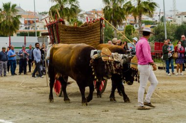 Almayate, İspanya - 21 Nisan 2018 yarışma öküz bir sepeti ile sürüş becerileri gösterilen coachmen tarafından dayalı Endülüs Almayate şehir içinde