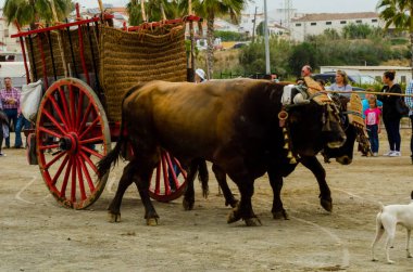 Almayate, İspanya - 21 Nisan 2018 yarışma öküz bir sepeti ile sürüş becerileri gösterilen coachmen tarafından dayalı Endülüs Almayate şehir içinde